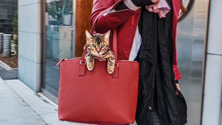 Кошатники