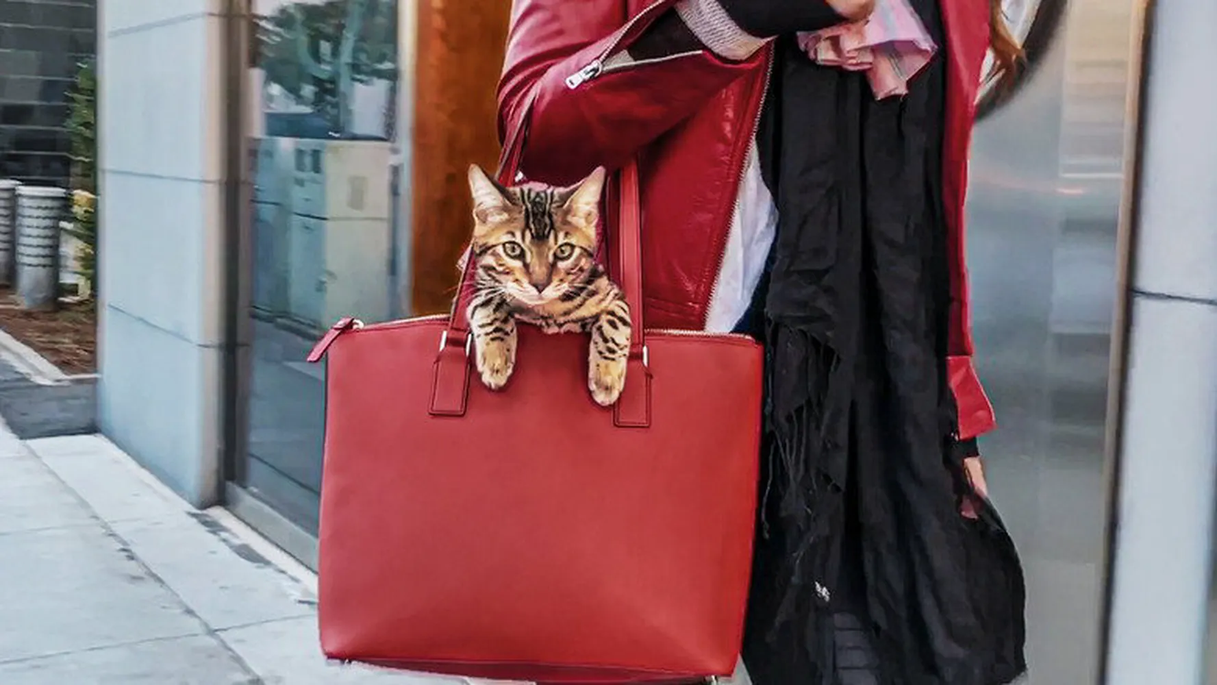 Кошатники