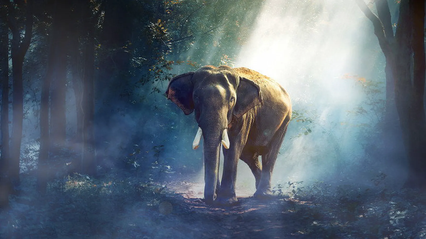 Nat Geo Wild: Необычная природа экватора