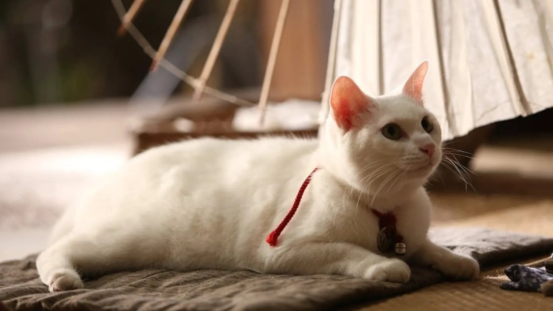 Самурай и кошка