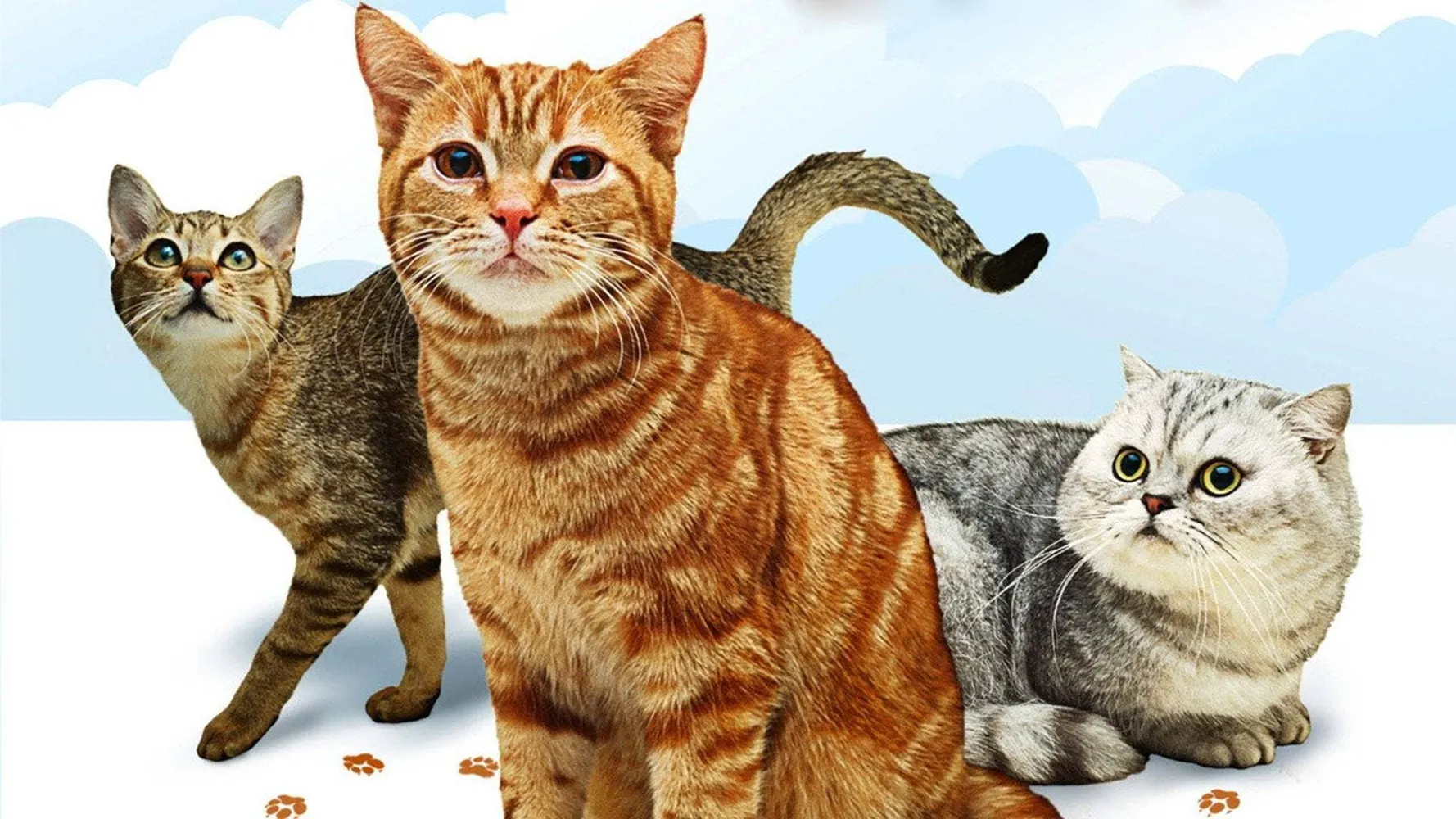 Энциклопедия кошек