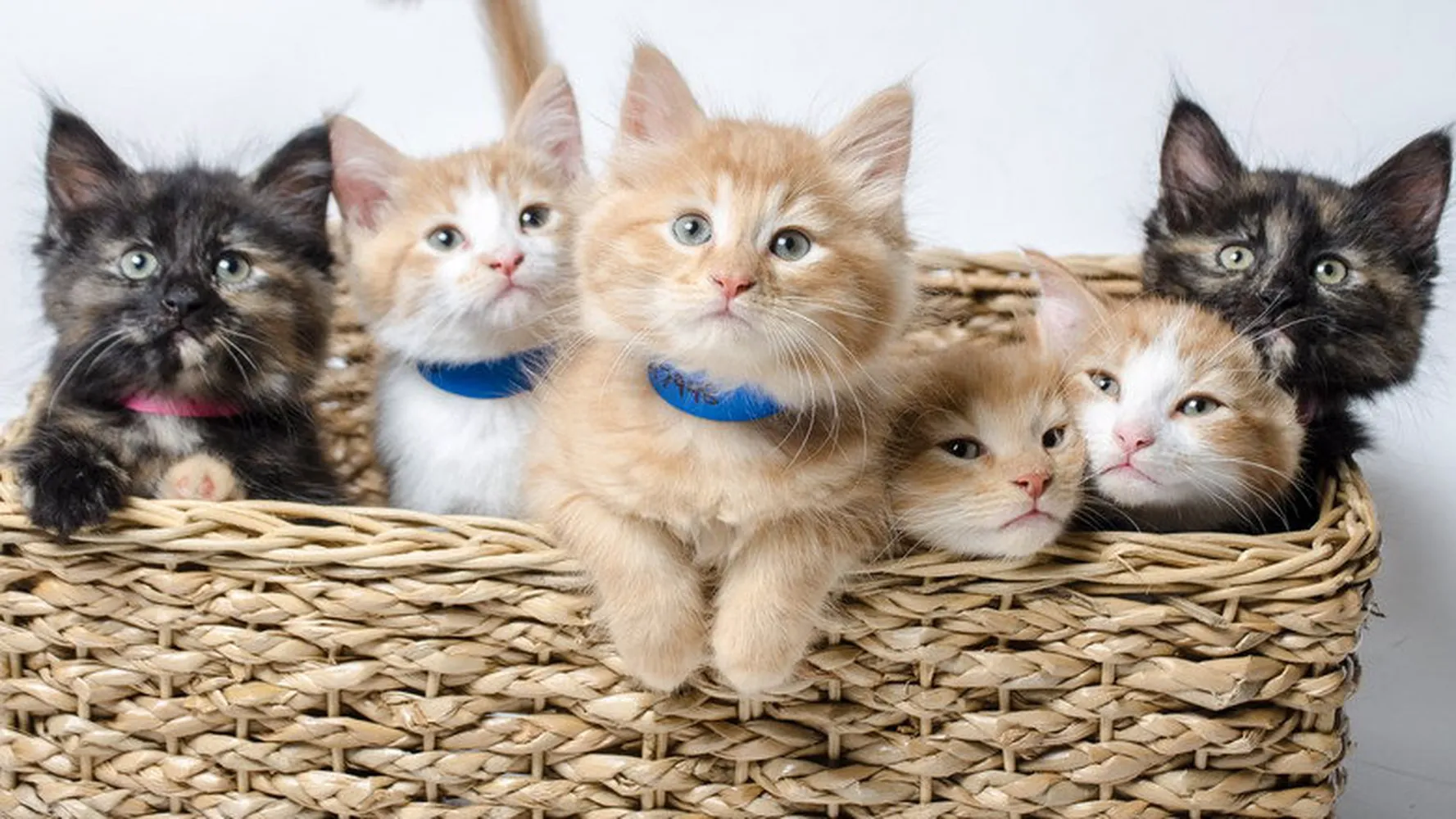 Симпатичные котята и щенки