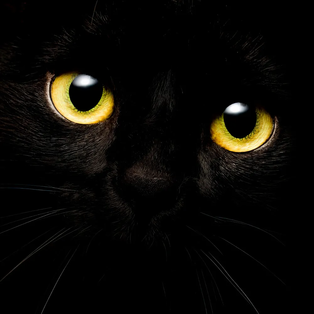 Я - кот
