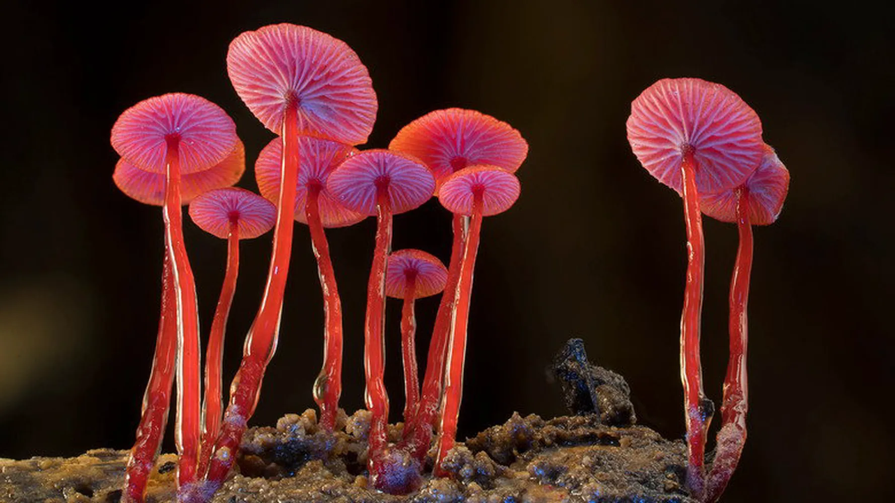 Царство грибов: Паутина жизни