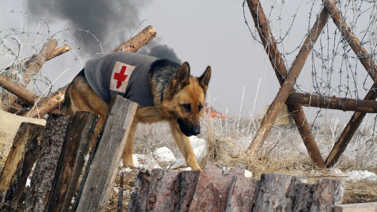 Приключения пса