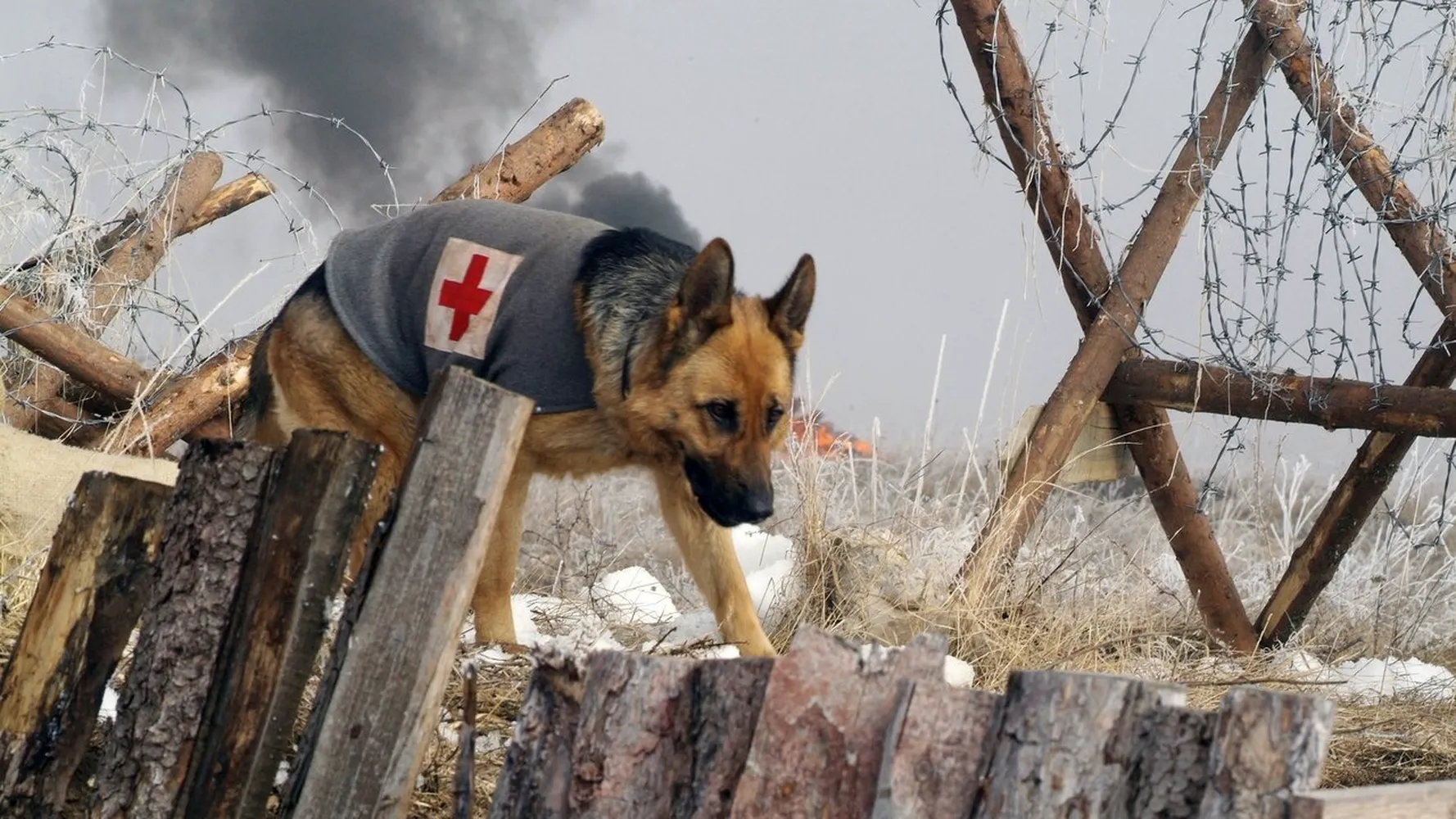 Приключения пса