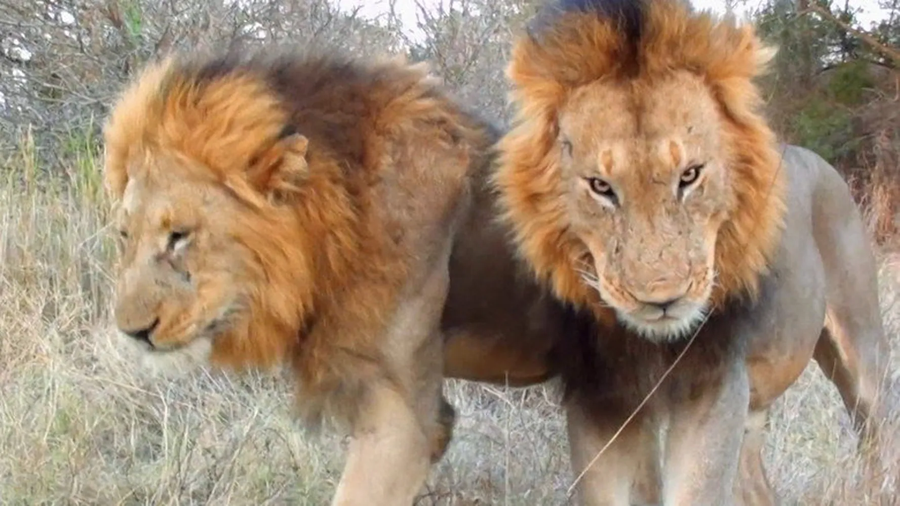Nat Geo Wild: Сесил: Наследие короля