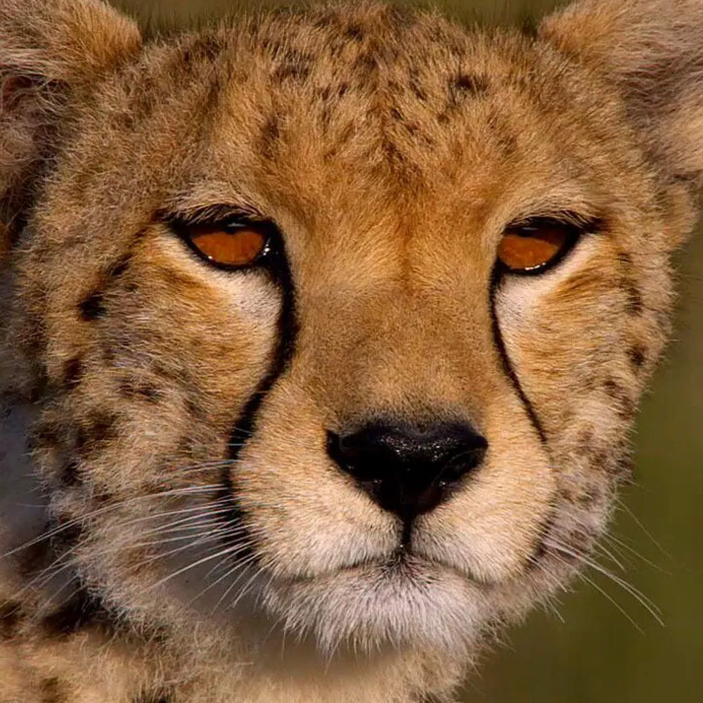 Африканские кошки: Королевство смелых