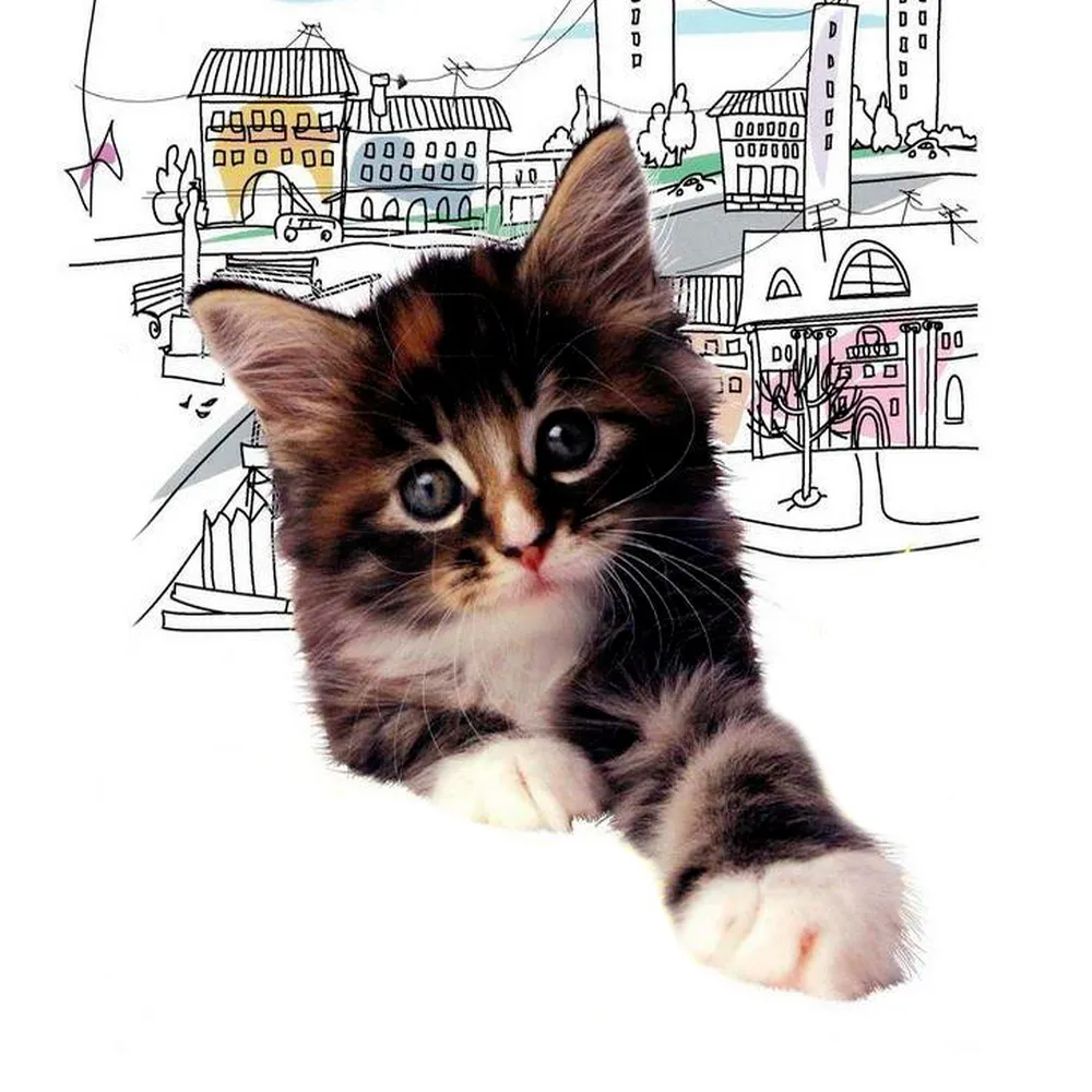 Котенок