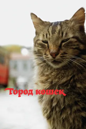 Кот