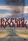 Бурый кролик