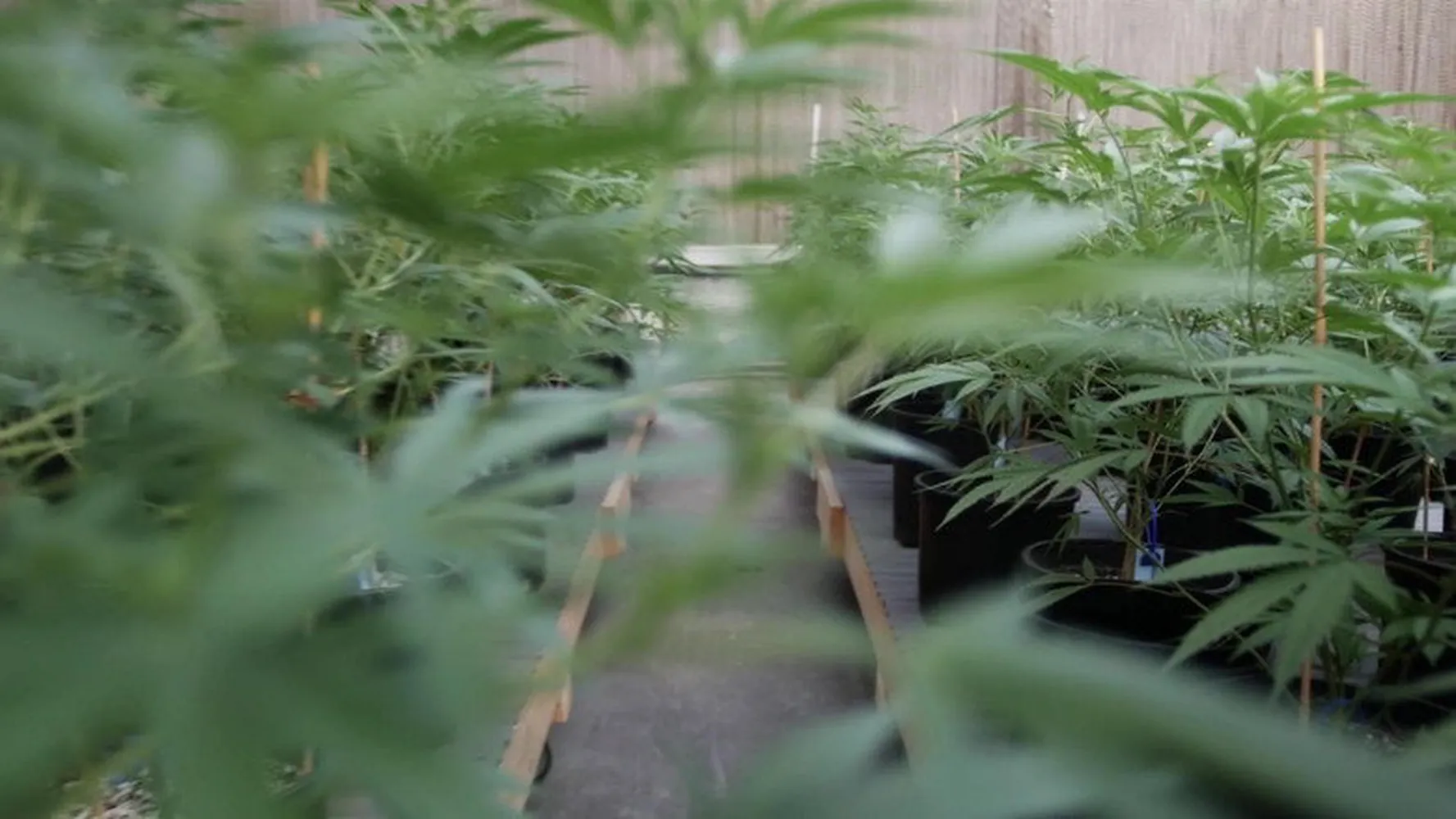 Божественное растение
