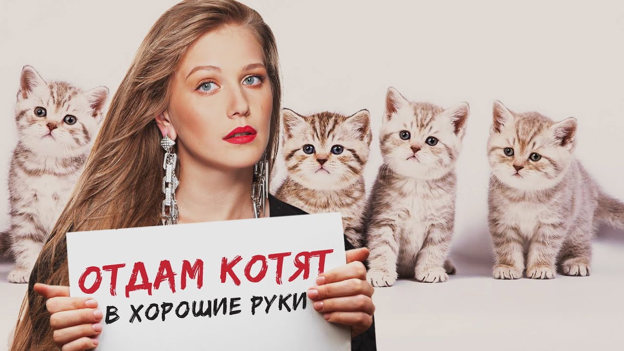 Отдам котят в хорошие руки