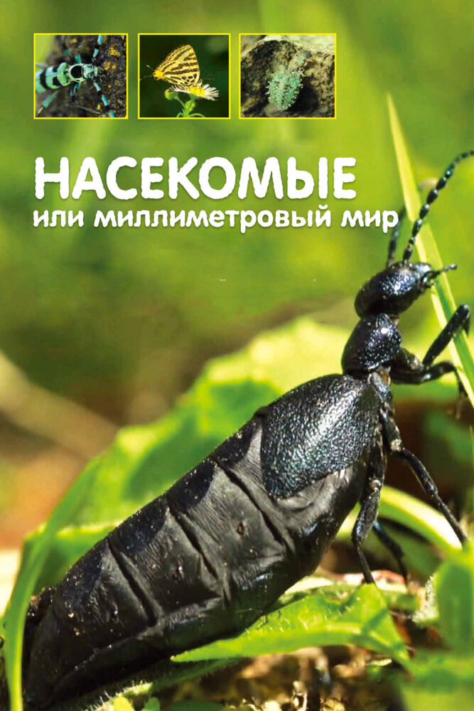 Постер Насекомые, или Миллиметровый мир