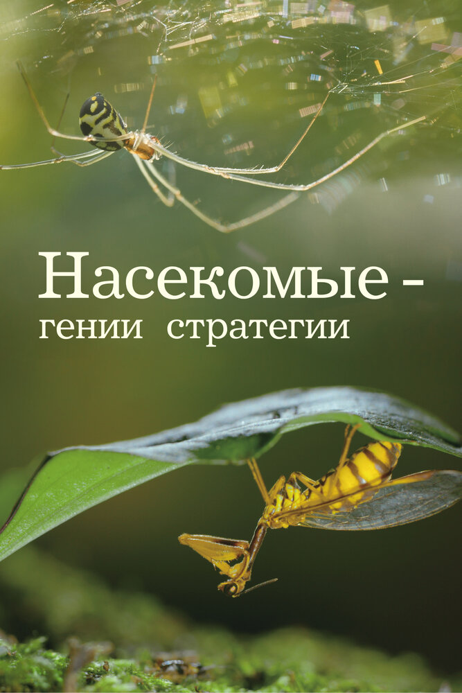 Постер Насекомые — гении стратегии
