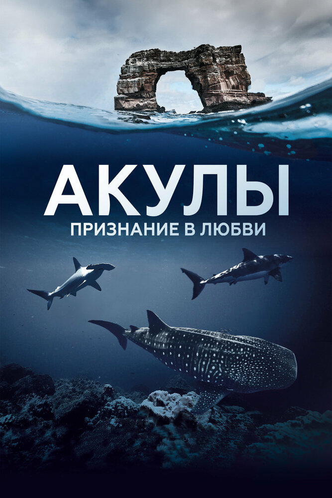 Акулы. Признание в любви