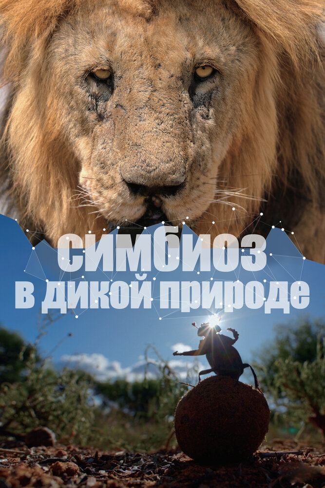 Постер Симбиоз в дикой природе