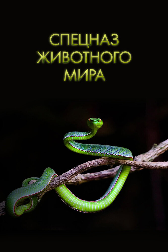 Постер Спецназ животного мира